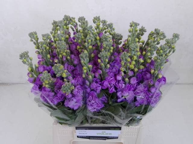 <h4>MATTH FIGARO LAVENDE</h4>