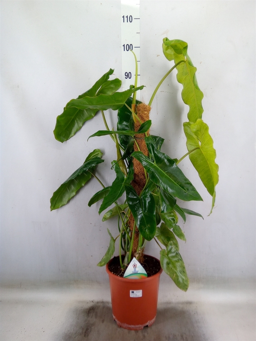 <h4>Philodendron   ...</h4>