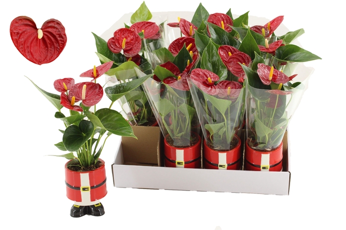 <h4>Anthurium 7 cm Diamond Red in Kris ceramics</h4>