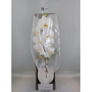 Phalaenopsis   ...white