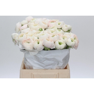 Ranunculus Clooney Hanoi