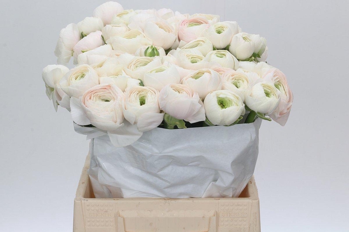 <h4>Ranunculus Clooney Hanoi</h4>