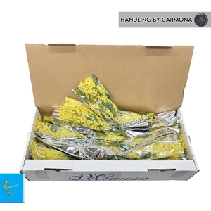 ACACIA BAILEYA BL BS