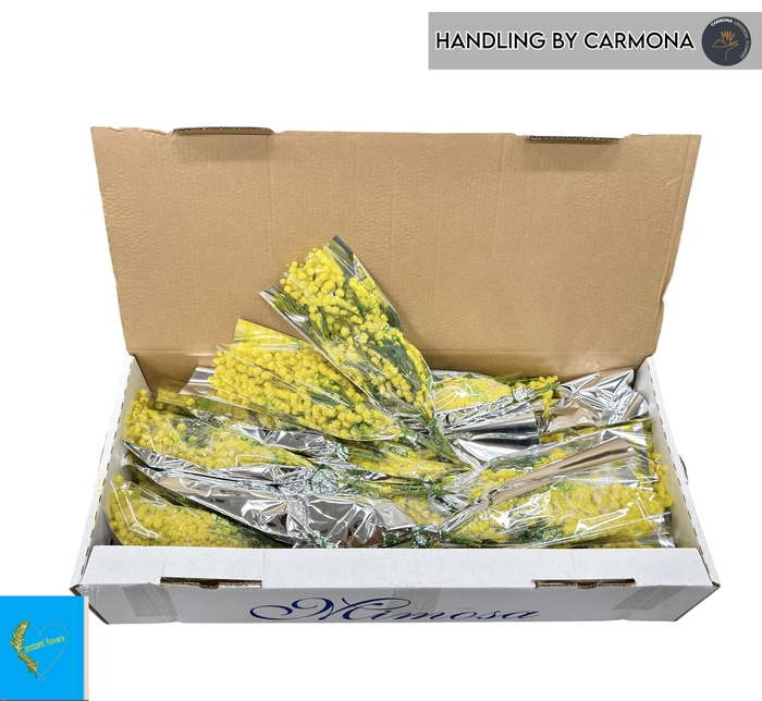 <h4>ACACIA BAILEYA BL BS</h4>