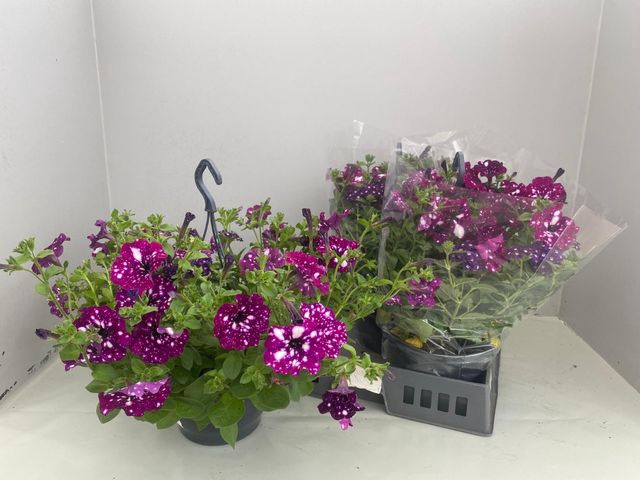 <h4>HANGING BASKETS</h4>