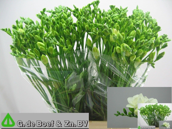 <h4>Freesia du Essence</h4>