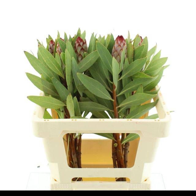 <h4>PROTEA ROBIJN</h4>