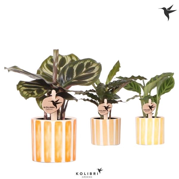 <h4>Calathea gemengd</h4>