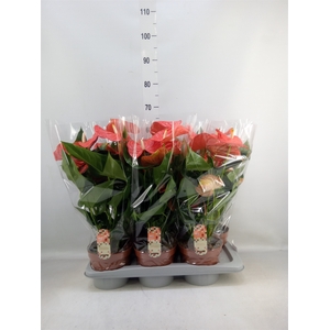 Anthurium andr. 'Florida'