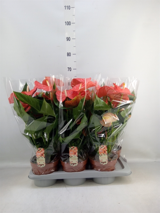 <h4>Anthurium andr. 'Florida'</h4>