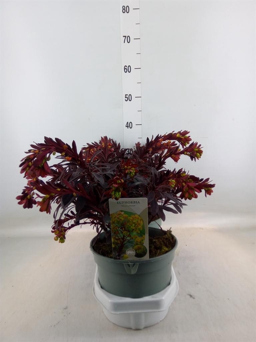 <h4>Euphorbia  'Miners Merlot'</h4>