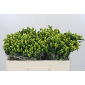 Hypericum Magical Green Power