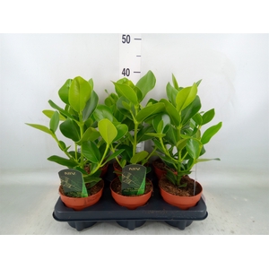 Clusia rosea 'Princess'