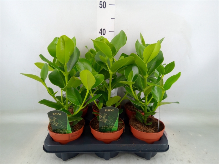 <h4>Clusia rosea 'Princess'</h4>