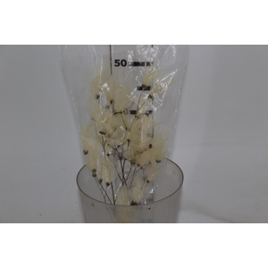 PLANTA SECA FOLHA CABO VERDE ESQUELATIZADA 50CM