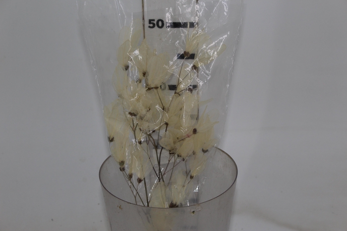 PLANTA SECA FOLHA CABO VERDE ESQUELATIZADA 50CM