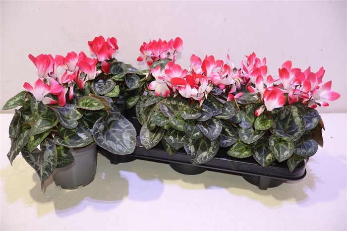 <h4>arr8 Cycl Md Indiaka</h4>