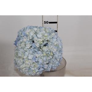 HORTENSIA 050 CM AZUL