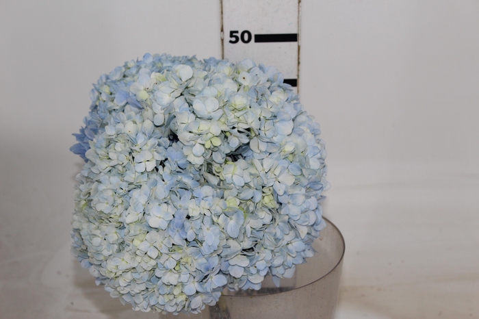 <h4>HORTENSIA 050 CM AZUL</h4>