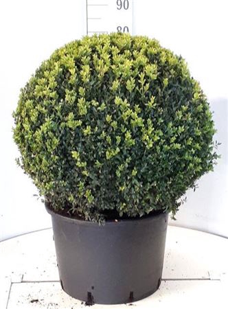 <h4>Buxu Sempervirens</h4>
