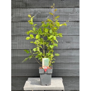 Carpinus betulus P17