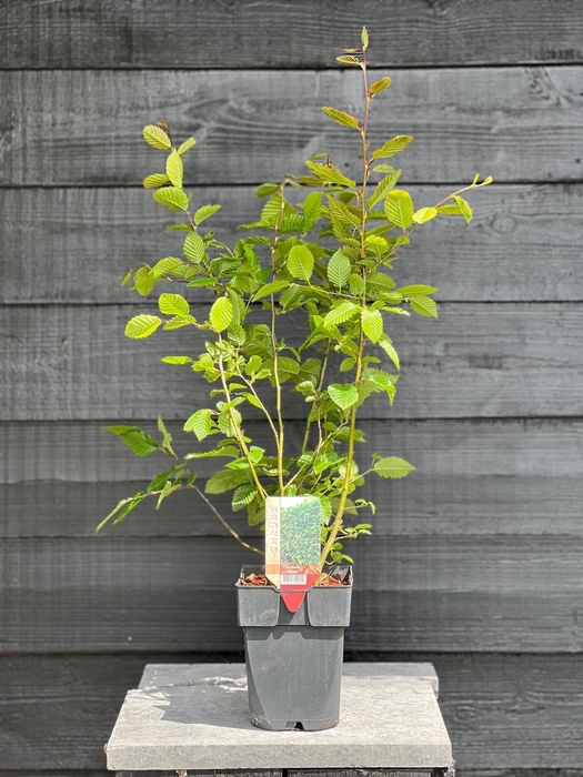 <h4>Carpinus betulus P17</h4>
