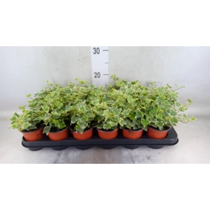 Hedera helix 'White Wonder'