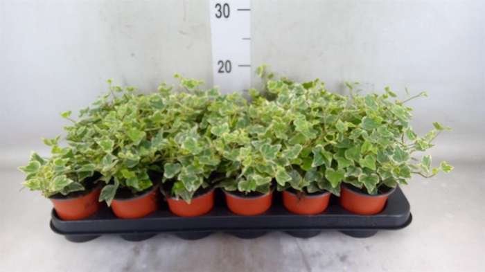 <h4>Hedera helix 'White Wonder'</h4>