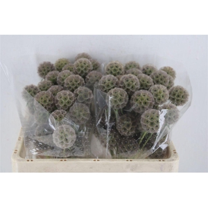 Scabiosa Stellata Natural P Stem