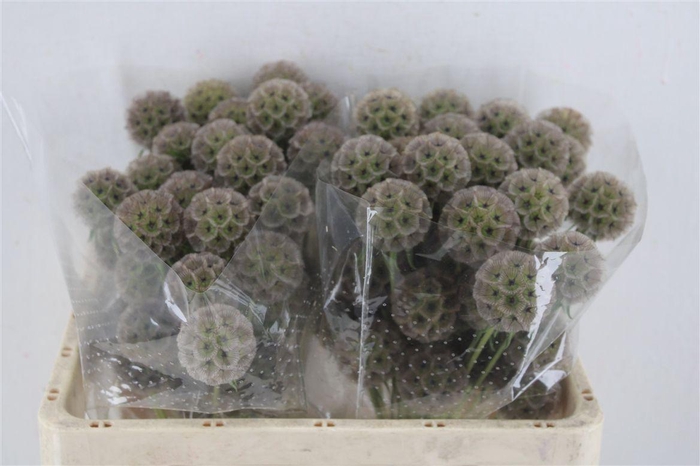 <h4>Scabiosa Stellata Natural P Stem</h4>