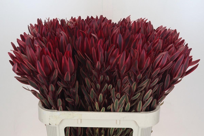 <h4>LEUCAD JESTER</h4>