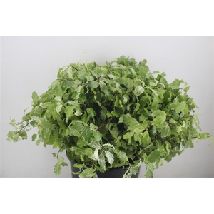 Pittosp Nevato Wit 150gr P Bunch