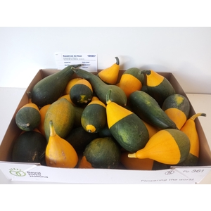 CUC PEP PEAR BICOLOR