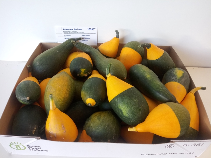 <h4>CUC PEP PEAR BICOLOR</h4>