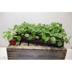 Pilea Peperomioides