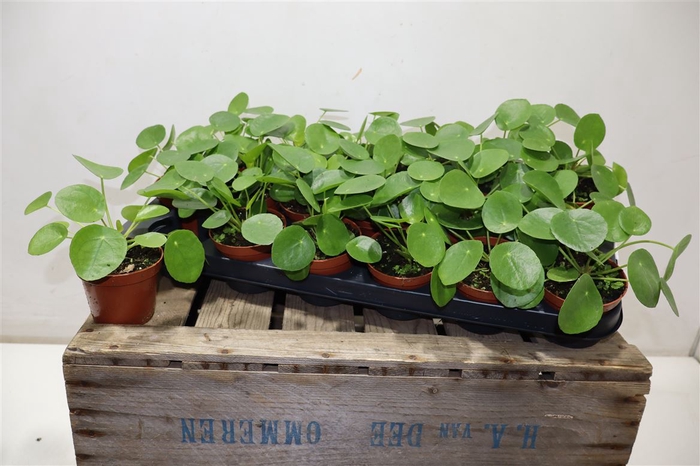<h4>Pilea Peperomioides</h4>