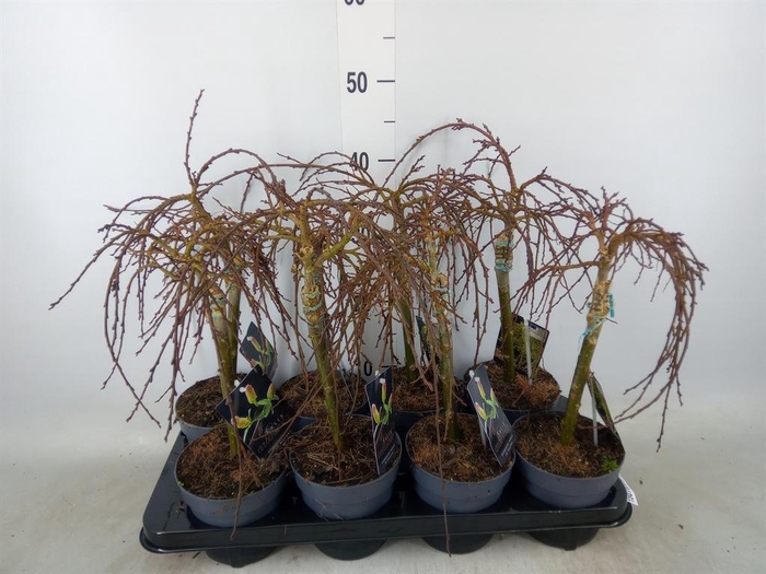 <h4>Salix arbuscula</h4>