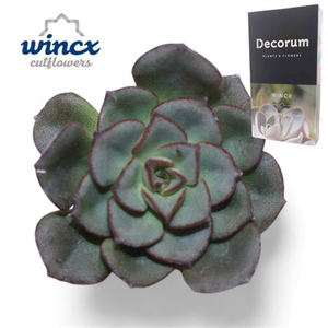 Echeveria Moranii Cutflower Wincx-5cm