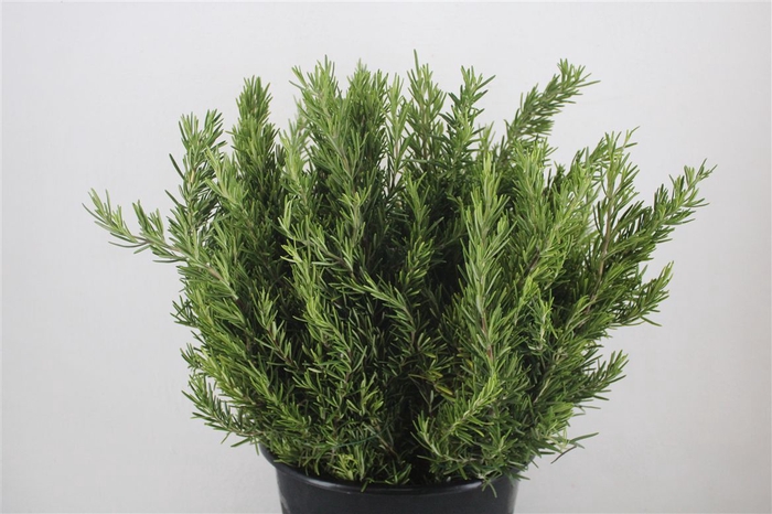 <h4>Rozemarijn P Bunch</h4>