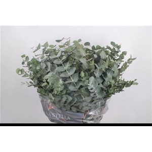 Euc Cinerea Per Bunch 400 Gram Extra