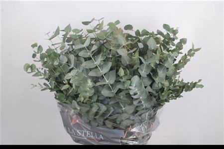 <h4>Euc Cinerea Per Bunch 400 Gram Extra</h4>