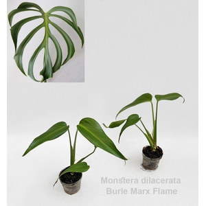Monstera