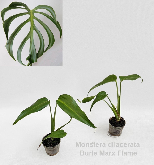 <h4>Monstera</h4>