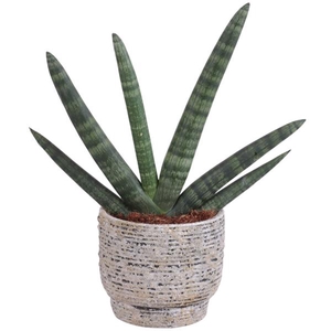 Sansevieria Cylindrica Handshake in Ø14cm Ceramic NT567