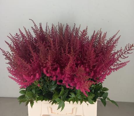 <h4>Astilbe Ar Else Schluc</h4>