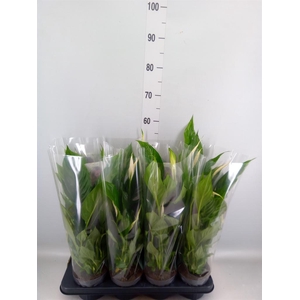Spathiphyllum  'Strauss'