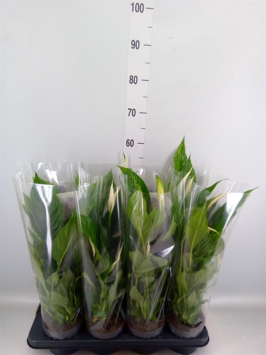 <h4>Spathiphyllum  'Strauss'</h4>