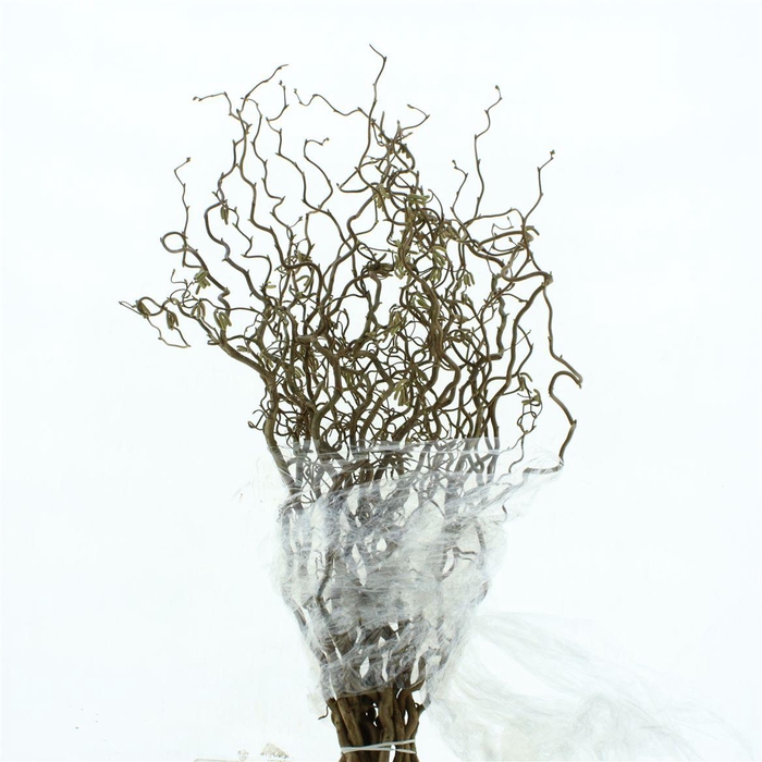 <h4>Coryl Av Contorta</h4>