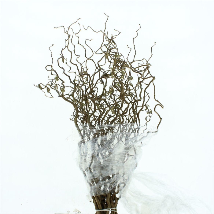 <h4>Coryl Av Contorta</h4>