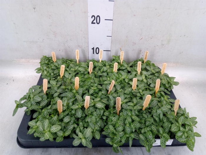 <h4>Fittonia verschaf.</h4>